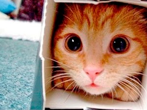 Котам выгодно жить в многоэтажках...
