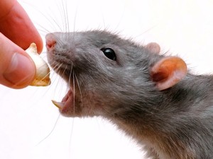 Бешенство у крысы обнаружили 17 декабря